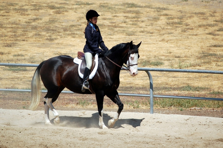 HORSE SHOWS Equestrian Trails Inc.