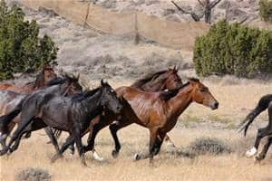 wild-horses