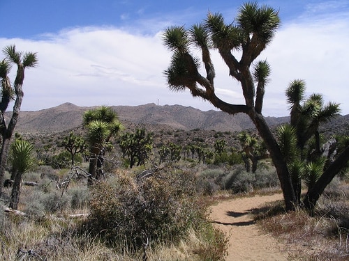 trail_joshua_trees_maderman_flicker